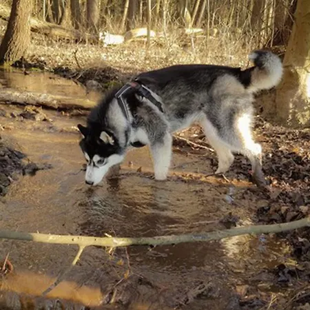 Seehotel Heidehof Hotel Klein Nemerow